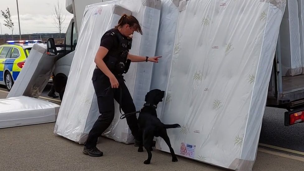 Policewoman and sniffer dog searching a truck of mattresses