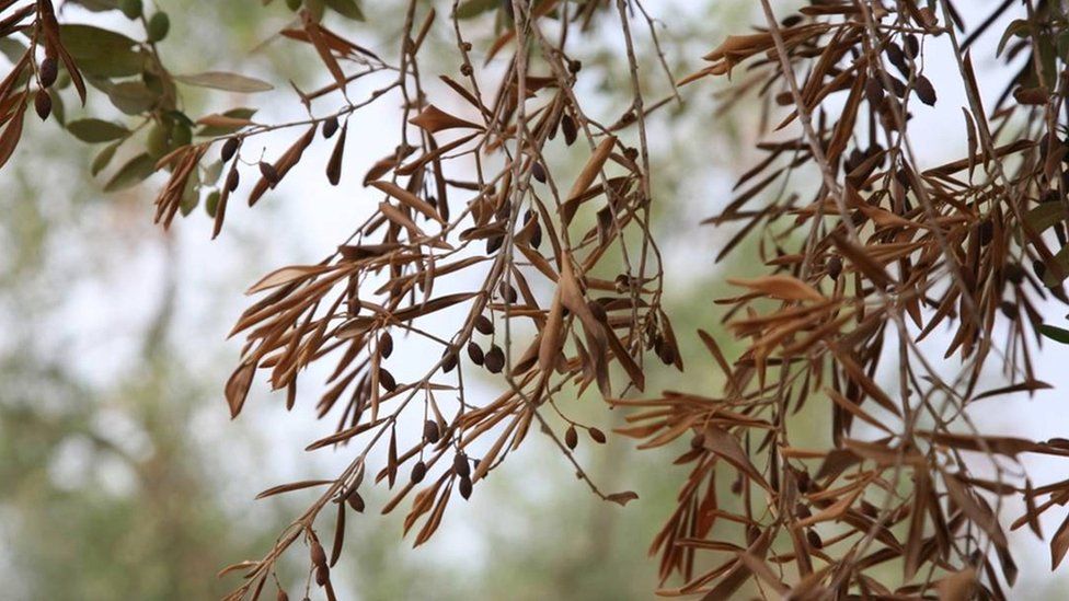 Infected olive tree (Image courtesy of EPPO/D. Boscia, Istituto di Virologia Vegetale del CNR, Bari/F. Nigro, Università degli Studi di Bari/A. Guario, Plant Protection Service, Regione Puglia)