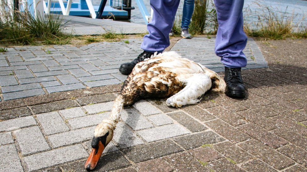 An animal rescue team volunteer looks at an oil covered swan after an oil freighter punctured its hull while mooring spilling heavy fuel oil at Maassluis in Rotterdam