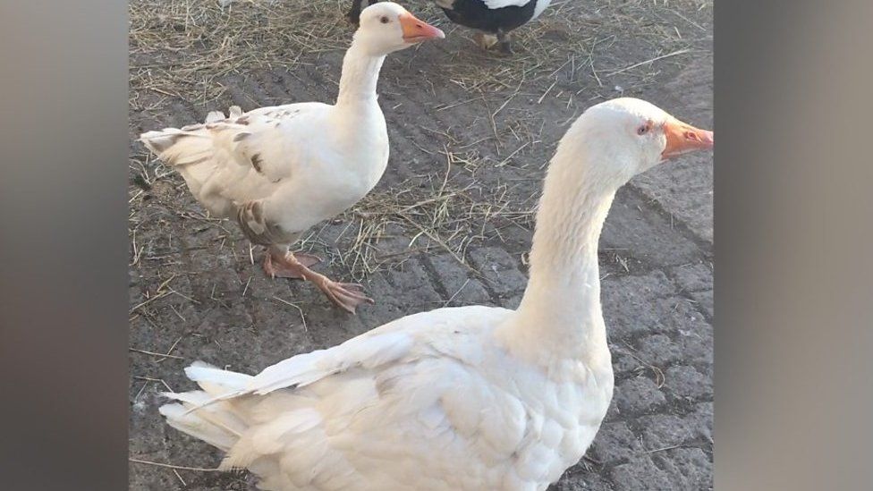 Farmyard geese