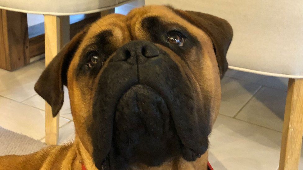 Nelly the bull mastiff