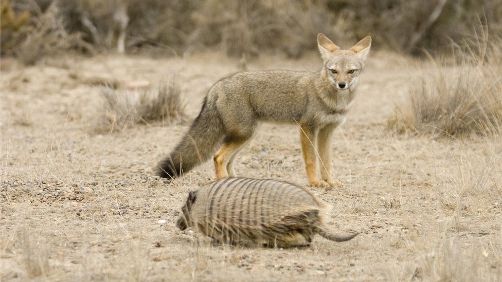 South American grey fox