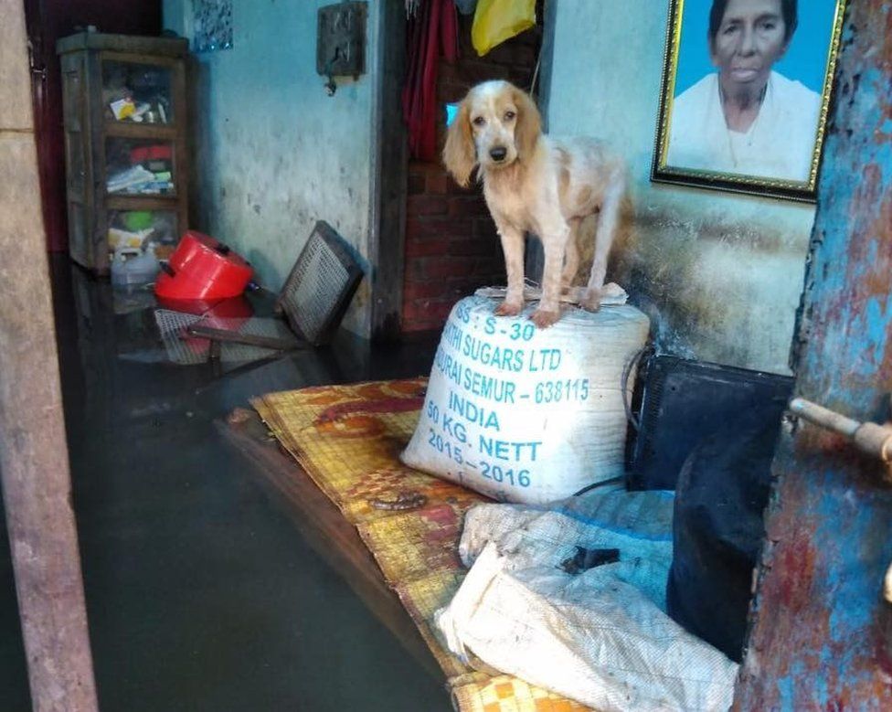 Dog rescued in Kerala