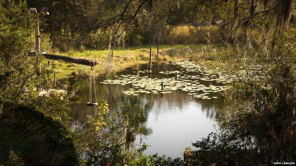 A pond is left to go wild in Disney World