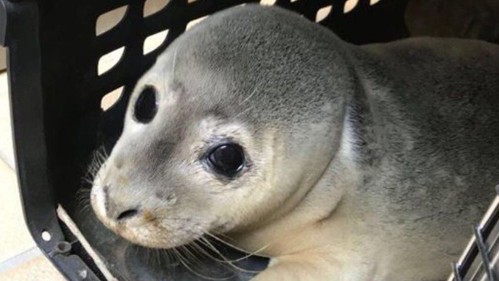 Rescued seal pup