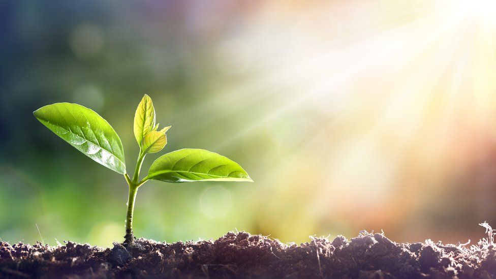 como hace fotosíntesis una planta la fotosintesis