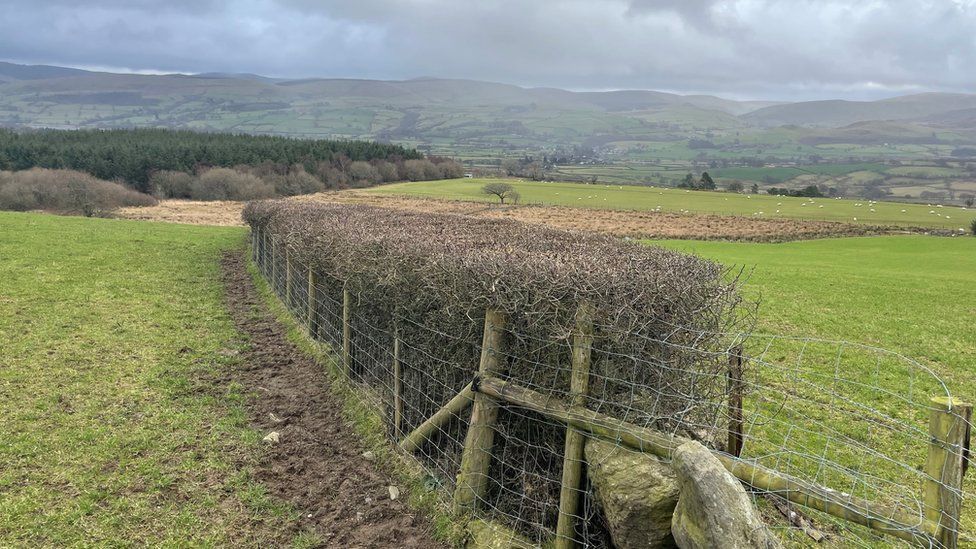 The hedges have been widened at Brynllech and some areas set aside to avoid over-grazing as part of the Glastir scheme.