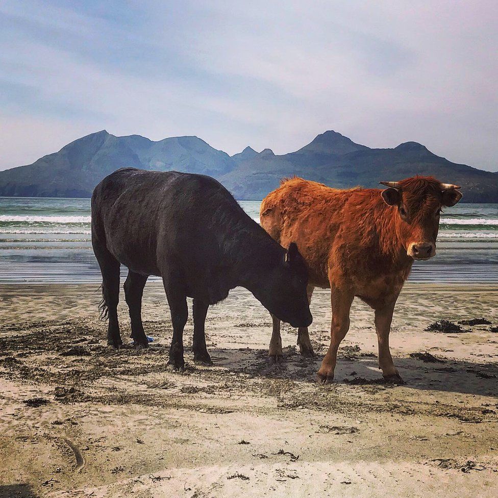 Cows on a beach