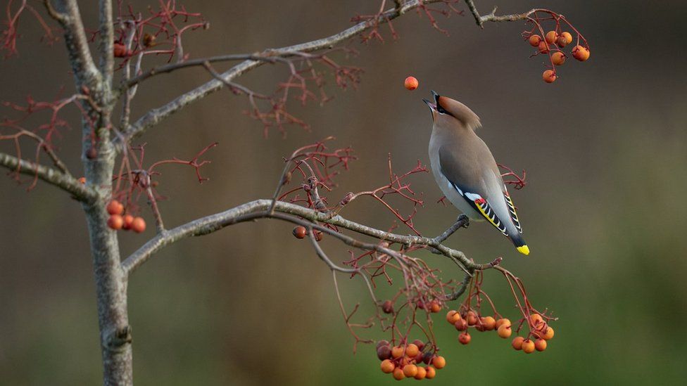 Waxwing catching a falling berry