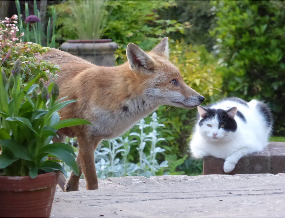 A cat looking at a fox