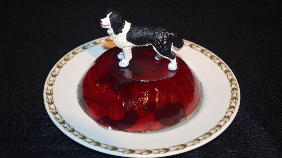 Dog on jelly