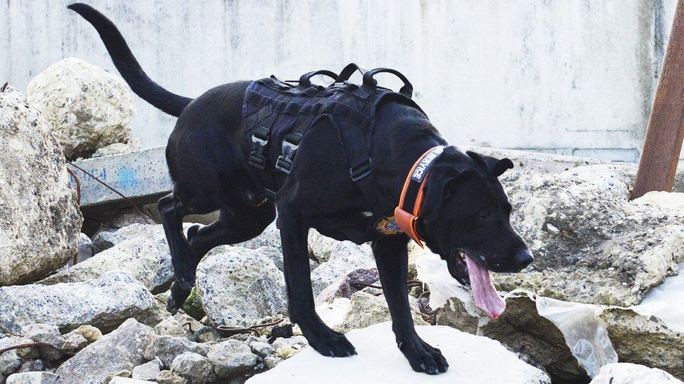 A black Labrador style dog climbs over rubble