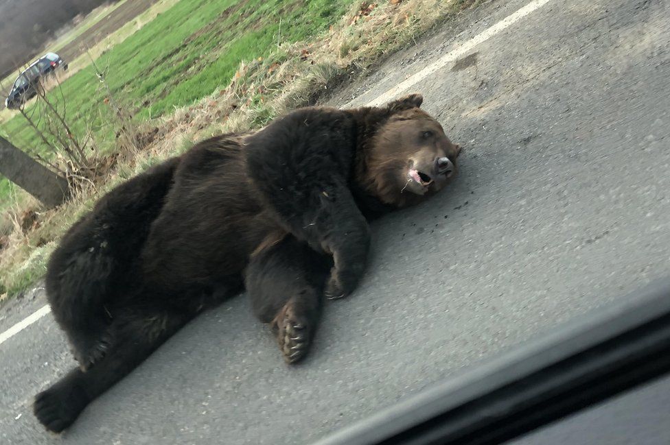 Dying bear