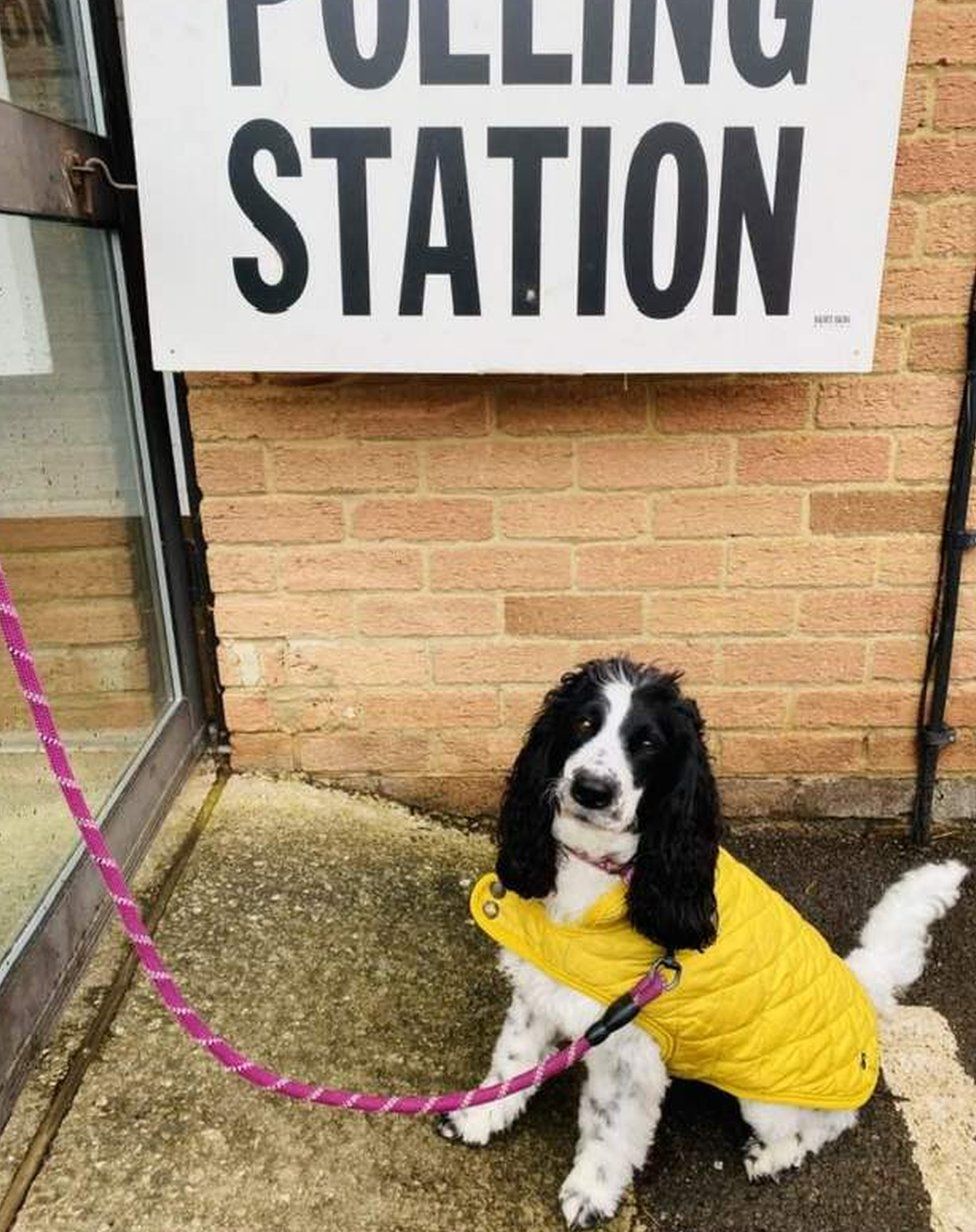 Three-year-old Polly a dog, at a polling station in the Cotswolds in Cirencester