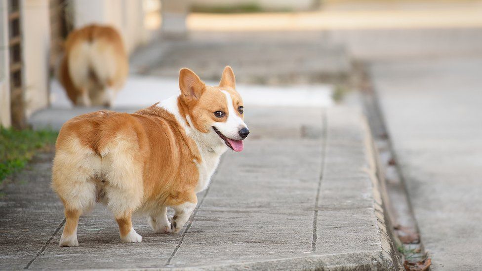 A Pembroke corgi walks down a sunny street, turning to look back at the person with the camera
