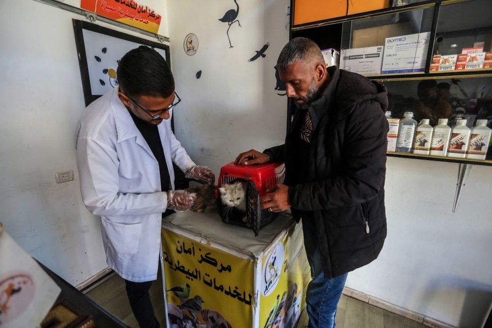 Veterinarian Aed Abu Najm treats a man's cat on 15 January 2023.