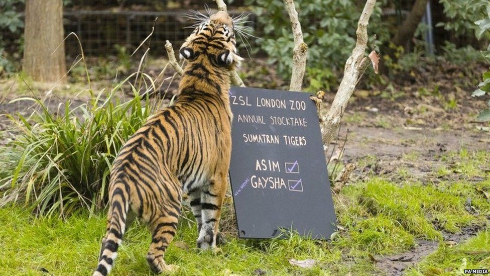 Gaysha, a Sumatran tiger, at London Zoo