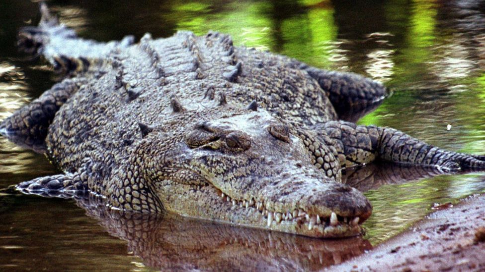 Архивное фото морского крокодила