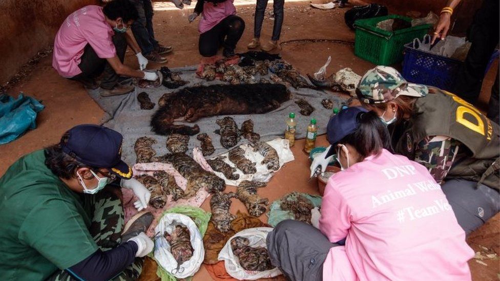 That freezer full of tiger cubs in Thailand isn't the end of the story