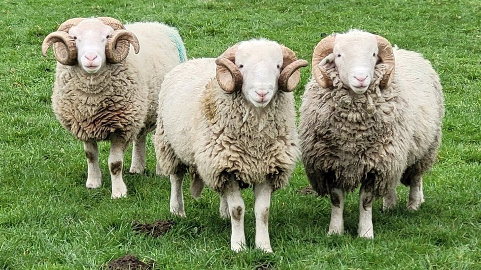 Three sheep in Grassington