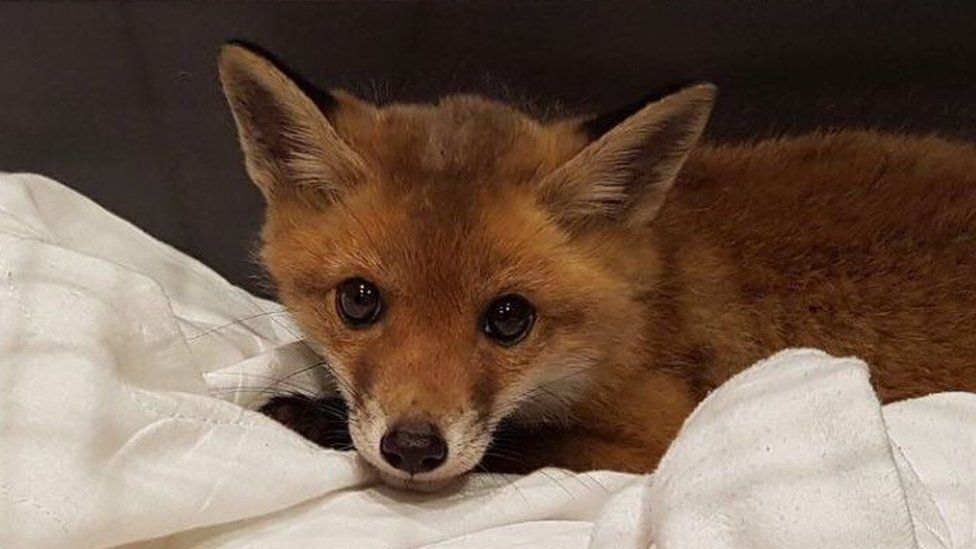 Fox cub after it was rescued