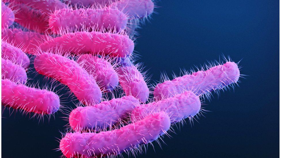 The Shigella bacteria is spread through contact with faeces
