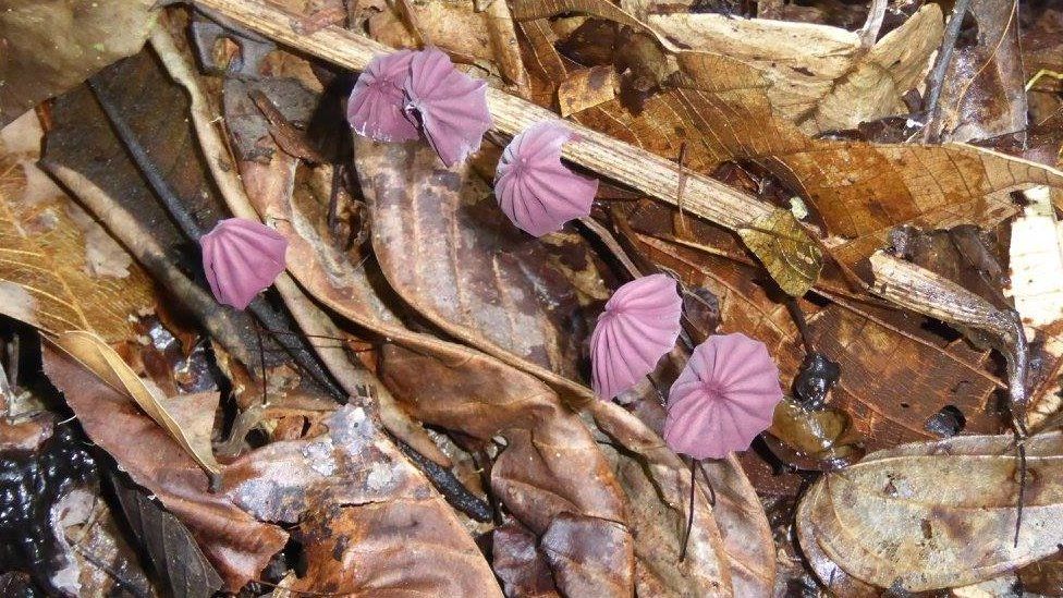 Fungi on the floor of the rainforest