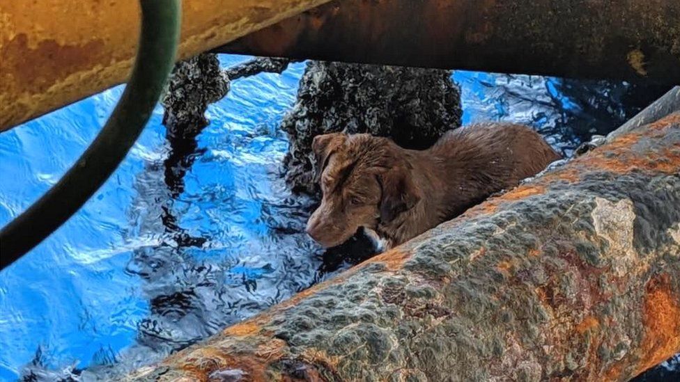 The rig workers named the dog Boonrod, which translates as "The Saved One"