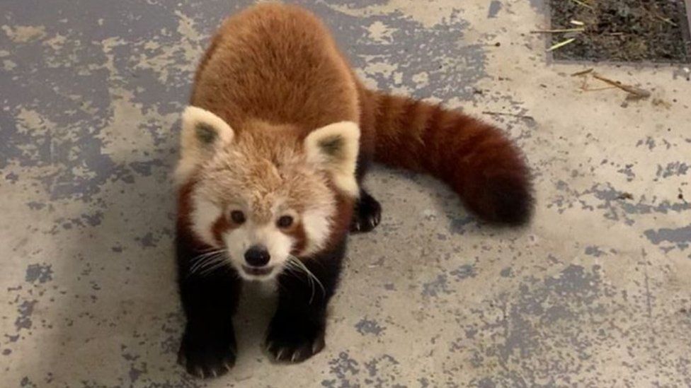 Isle of Man red panda famed for park escape is put down - BBC News