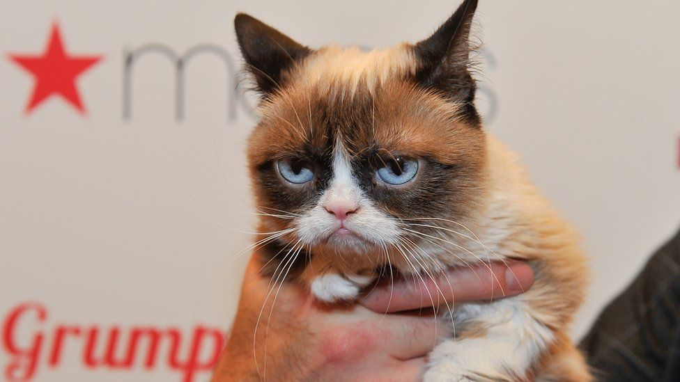 Grumpy cat at appearance for Christmas film at Macys in 2014
