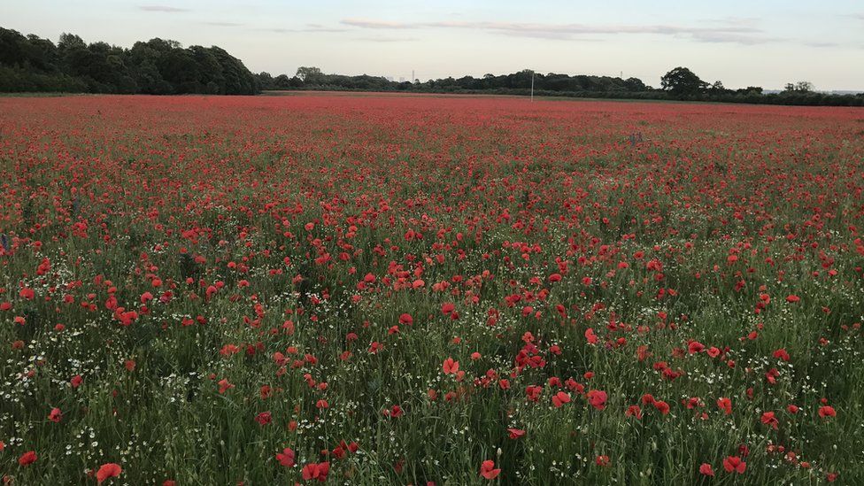 Poppy field in Marcham