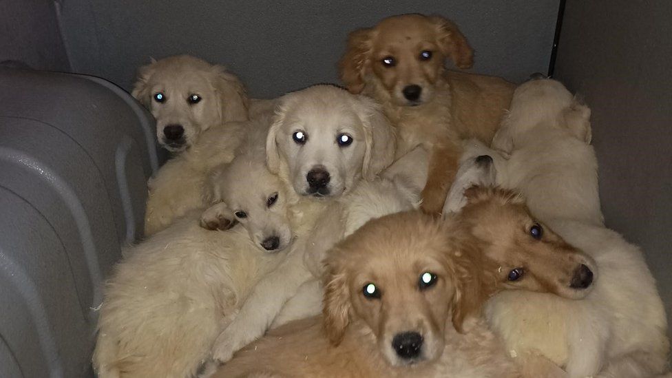 Puppies rescued at Belfast Port in illegal dog trafficking crackdown