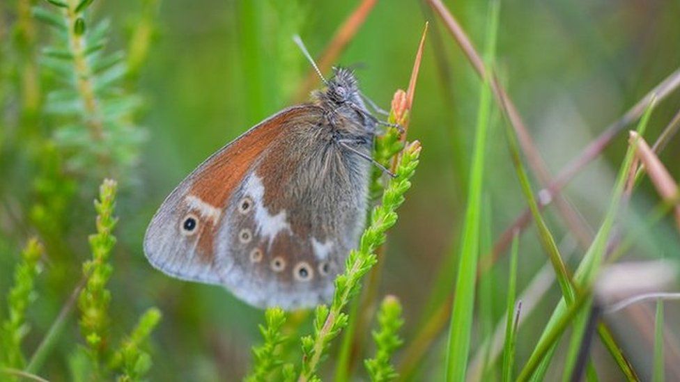 Large heath butterfly