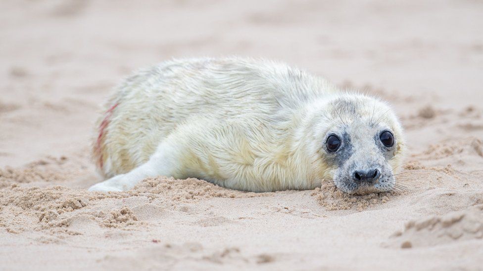 Grey seal pup in Horsey, Norfolk