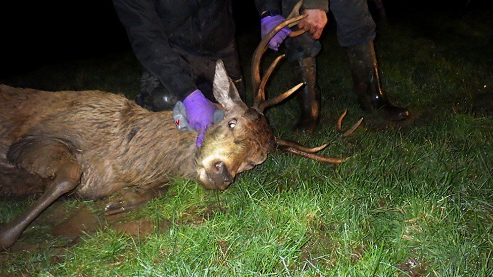 Stag trapped in barbed wire saved from Cumbrian river - BBC News