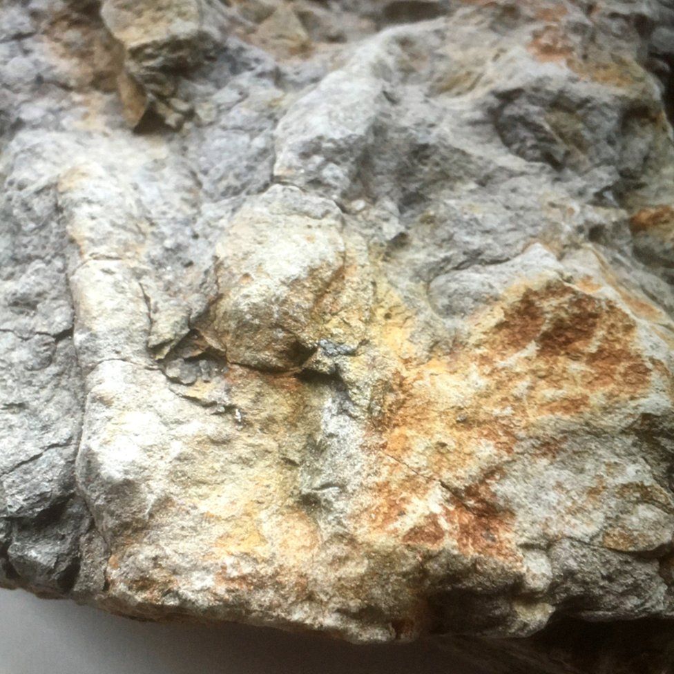 A close-up of one of the dinosaur footprints