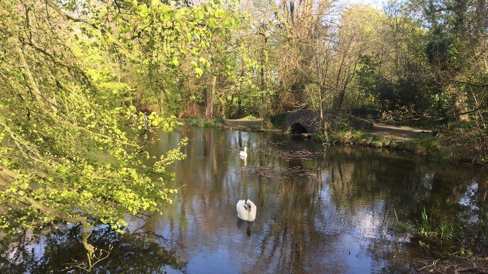 Swans at Withybush Woods