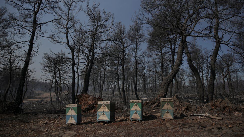 Beehives sit amongst the charred woodland on the island of Evia