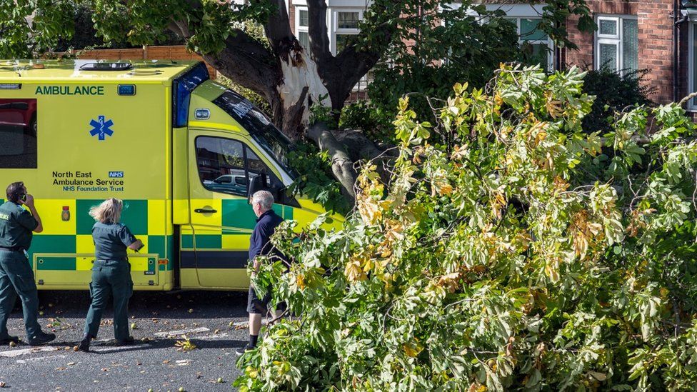 Fallen tree