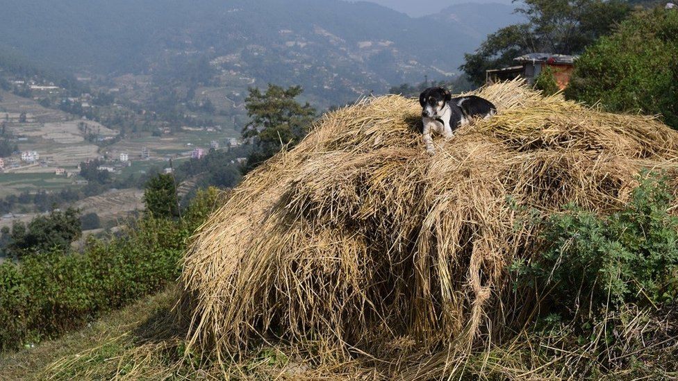 Dog on a pile of straw in Nepal