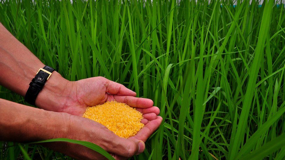 Genetically-modified "Golden Rice"