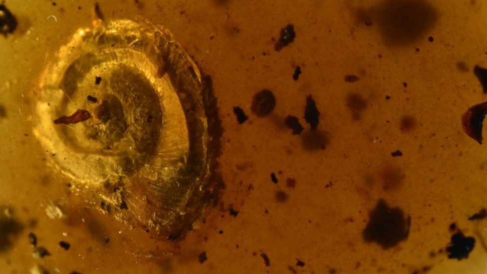 Snails Ancient humans ate giant land snails, according to new research