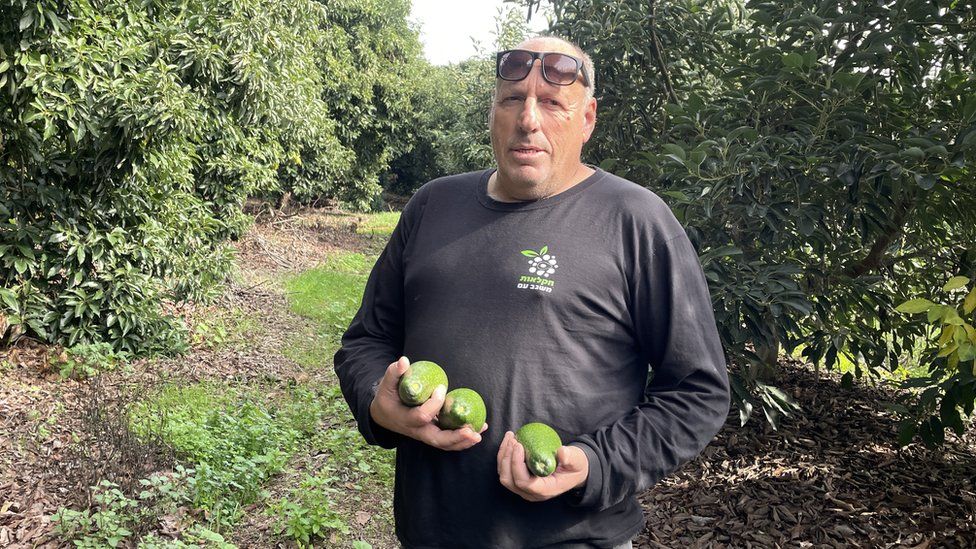 Ofer "Poshko" Moskovitz holds avocados at Kibbutz Misgav Am, in northern Israel