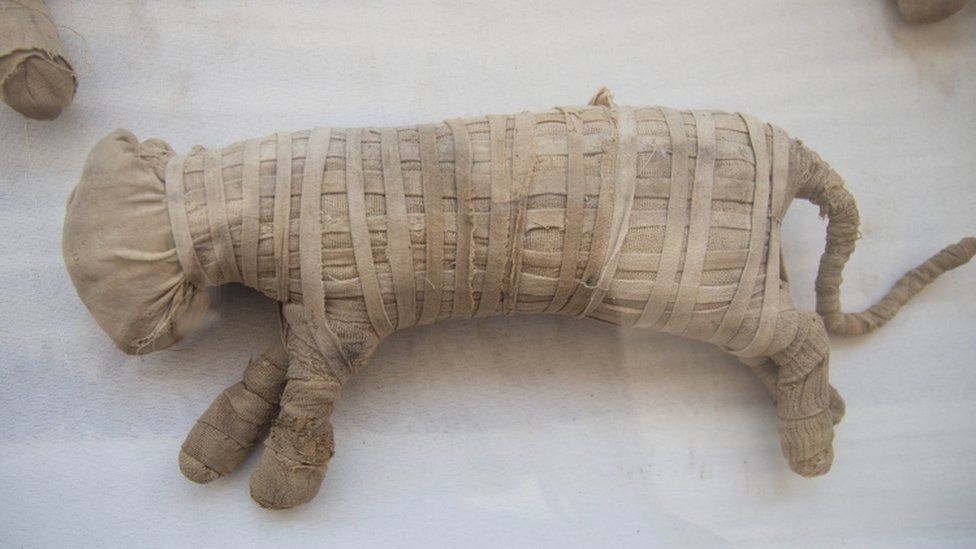 A mummified cat is displayed after it was excavated in Saqqara, south of Cairo, Egypt