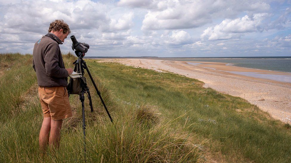 National Trust Ranger Duncan Halpin monitoring seabirds on Blakeney Point
