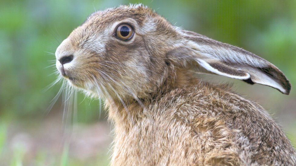 Hares 'dying' from mystery illness warns conservation expert - BBC