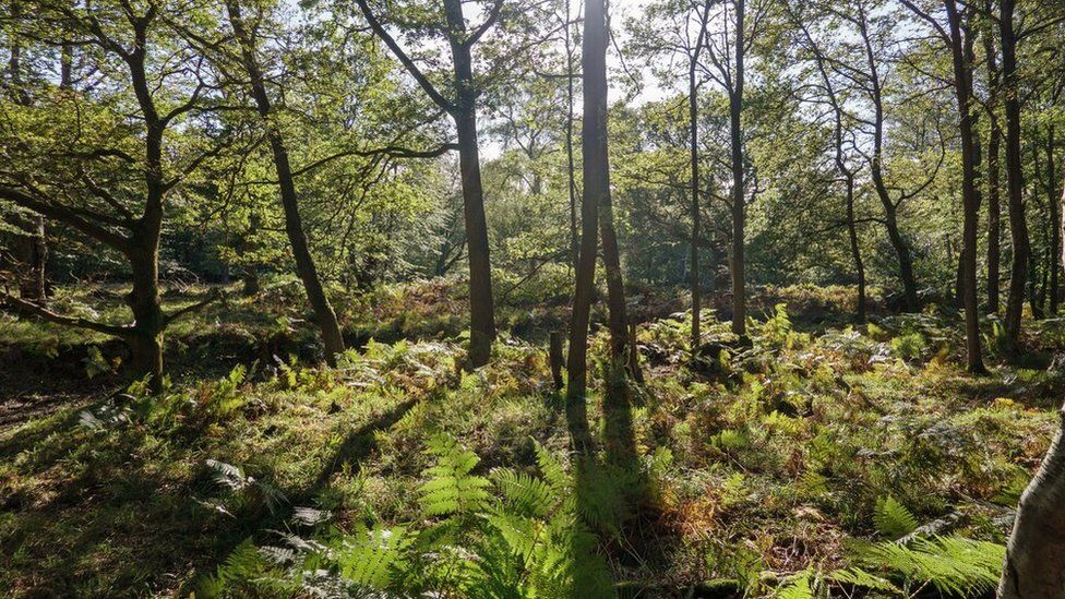 Trees and ferns in Epping Forest