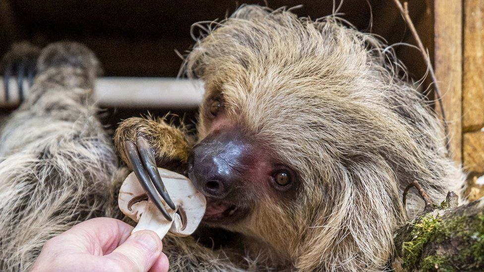 Truffles - the two-toed sloth