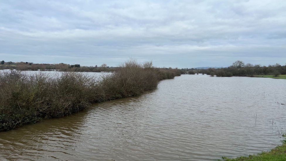 Flooded fields with plants visible