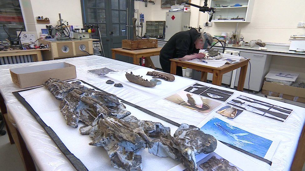 The skull of the fossil gets a clean up